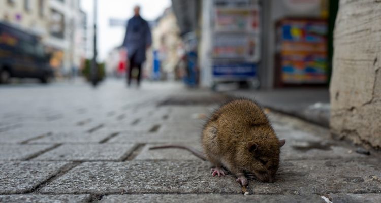 Japonské mestá sužujú potkany: Počas karantény sú odvážnejšie