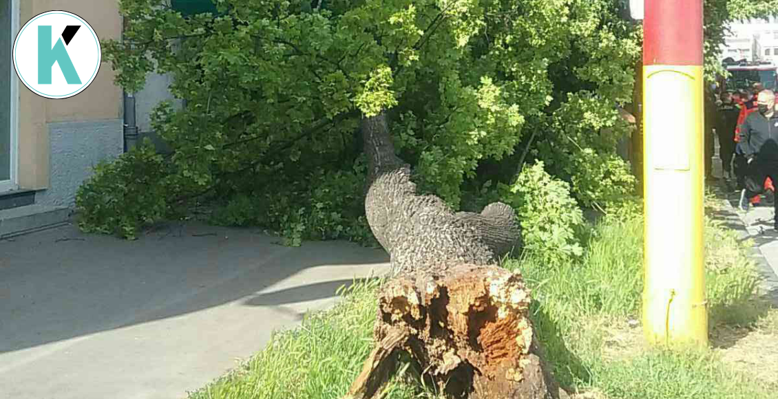 spadol strom