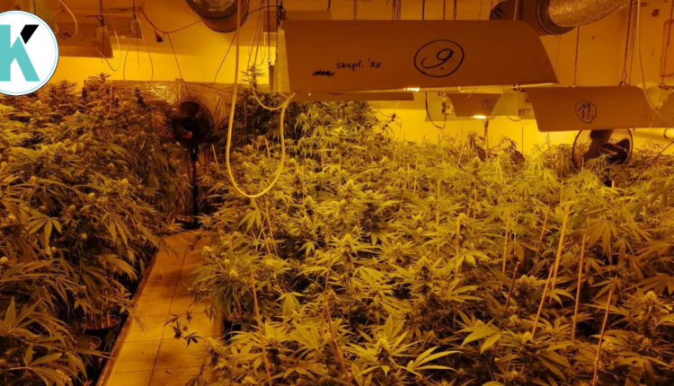 laboratórium na pestovanie marihuany
